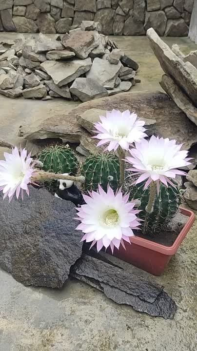 ���������� �������� �������� ������ �� �������