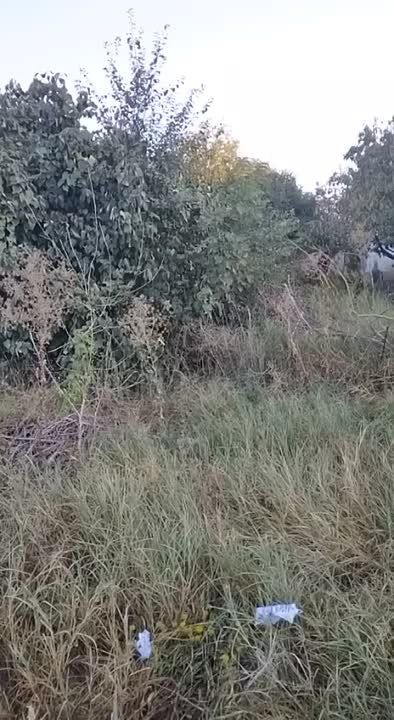 ������� ���� ����� ������� �������� ���������� �����