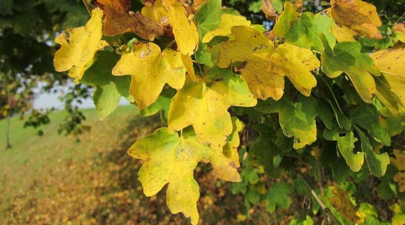 ��������� ���� �������, ���� ������������ �������, ���� �������, ���� �����, ���� ���������, ���� �� ���������� ���������� � ���� ������ ������ - ��� ��� ��������� ���������� �� ������� ���� �����