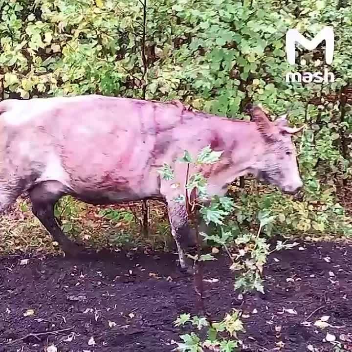 � �������� ������� ������ � ������� �������� ���� � ������� ���������� ������ ������ �� ��� �������