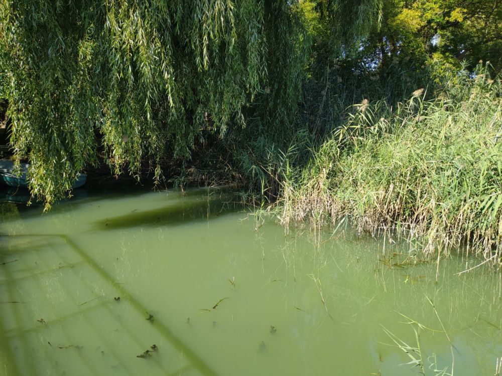 �����������-������� �������� ������� ��������� ���� ���� � ������ ����������� �������