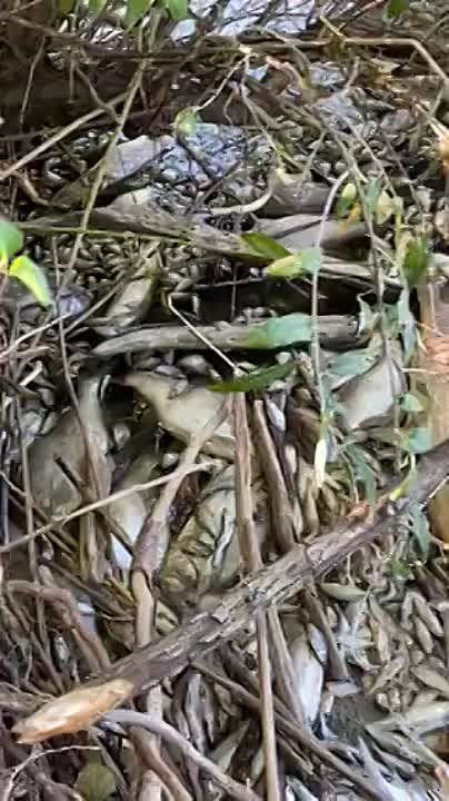 ��� ���� � ����������� ������� (�������������)