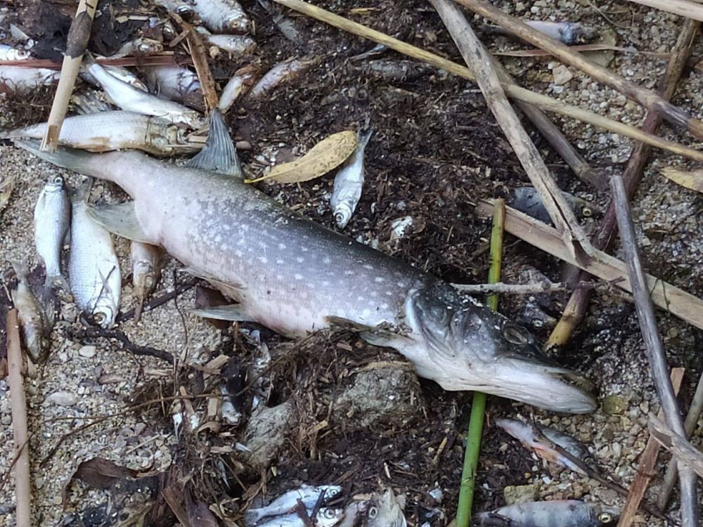 ������ ���� � ���������. � ������ ����������� �������� � ������������ ������ ��������� ��� ����, �� ������ ������������, ����� � ������� ��������� �� � ������ ���, ���������� �� ����� �. ���������