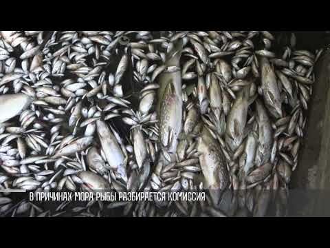 ������ ��������, ������ ������������� �������. ���������� � ������. ���� ������ �����. �����������