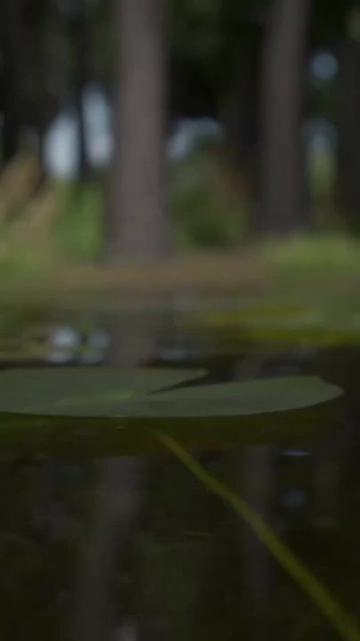 ������ �� ��� ������ ��� �������: Crocs �������� ������� ���� �����