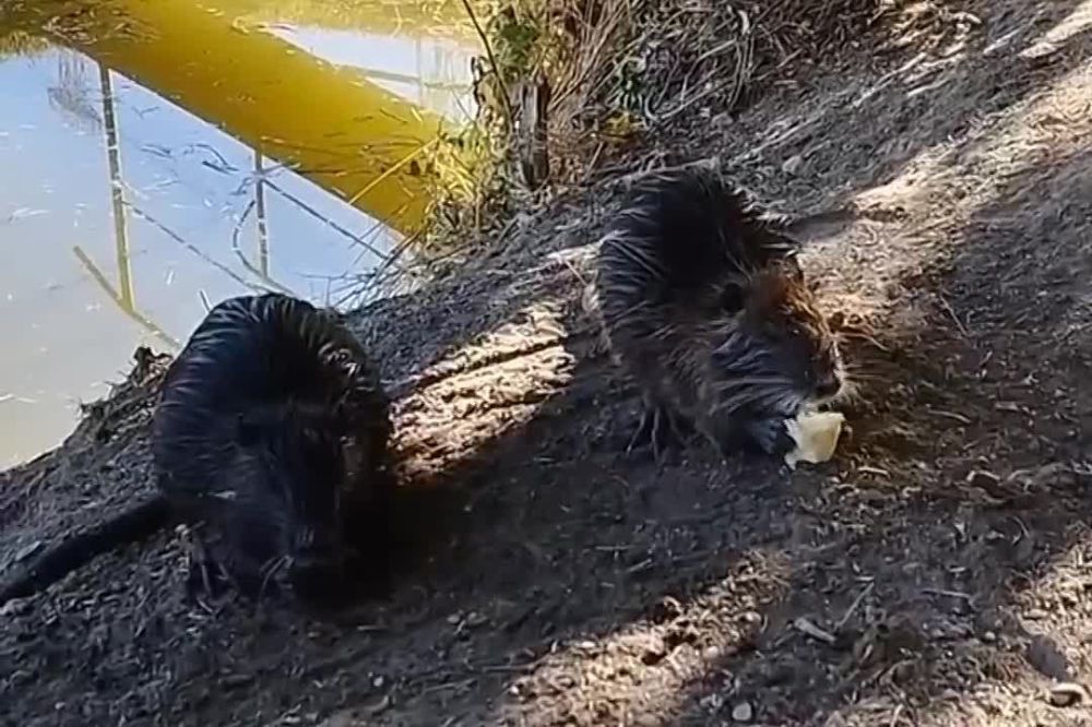 �� ���� ��������� ��-��������������