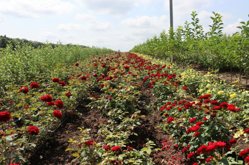 � ������������� ������ ����� �������� ������������ ��������