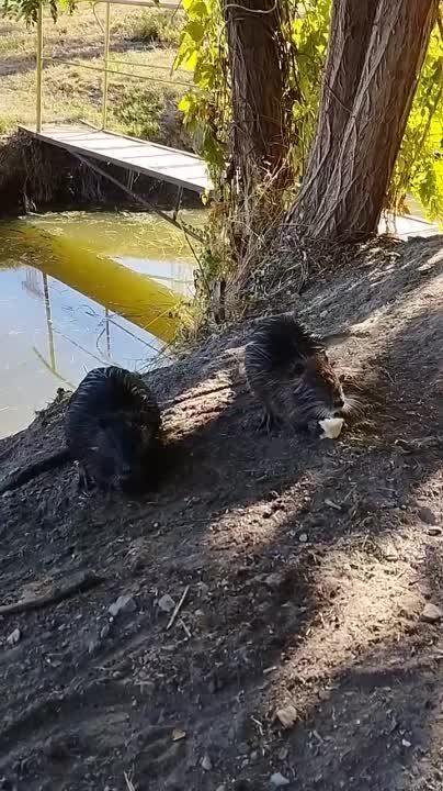 ������ �� ���������� ���������� ����