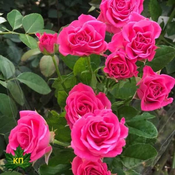 ����� 4 ����� ����������� � �������� ������� � ������������� ������, �������� ����������������