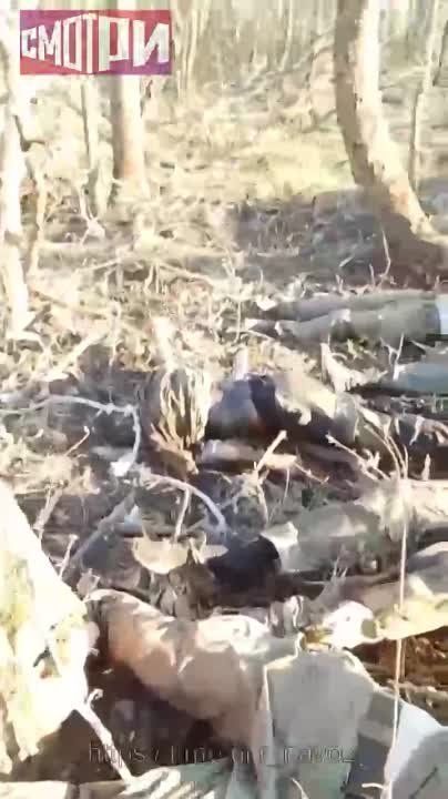 ���. �������. ������ ���.