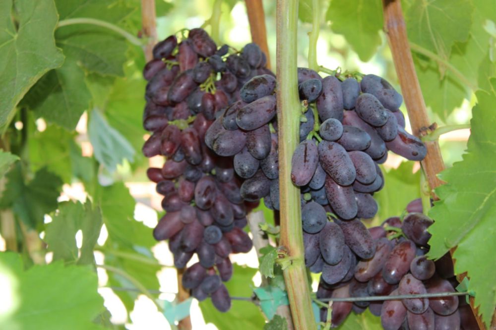 ������. �������� ����������� ������� ������� 3,9 ���. ����, � ��� �����: