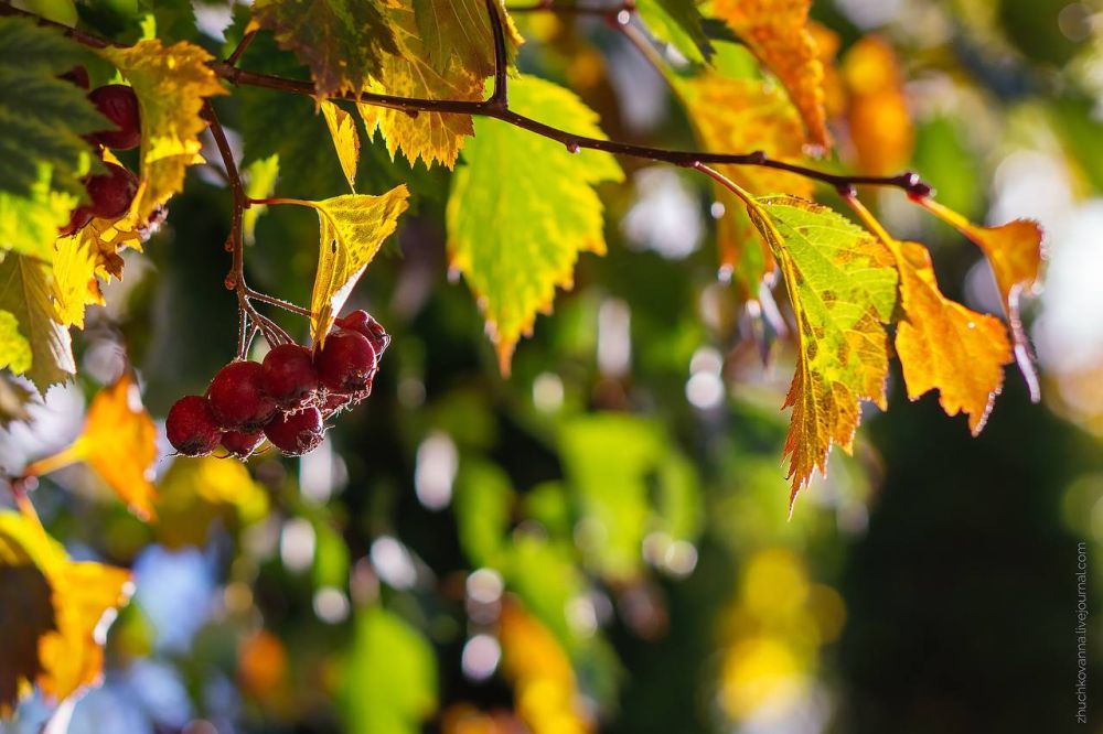 � ���� ���� � ���� ������� ������, ������� � �������� ���������� � ����������� �� ������� ������� - �������