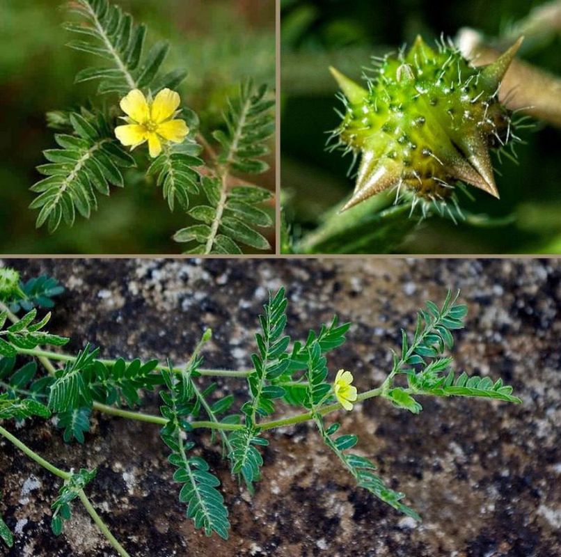 ���� ��������� ��� ���� �� ����