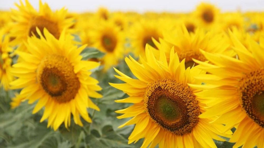 ������������ ������ ������������� � ���. � ������ �������� ������ ������ � ����� � �������� �� ����� ���������� � ������������� ������, �������� ����������