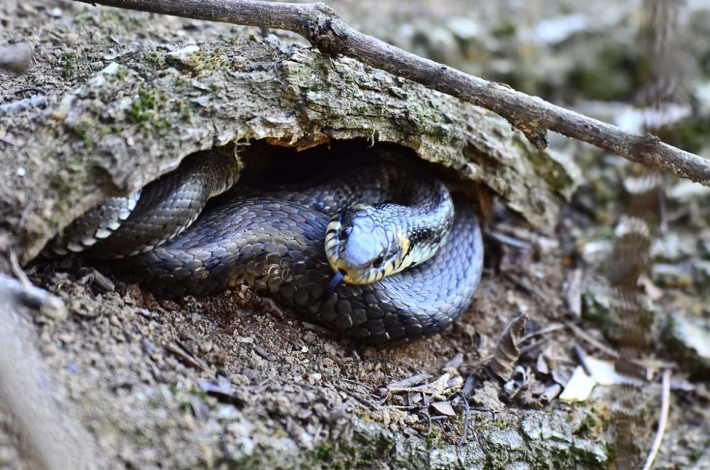 � ���������� ����������� ��� �������� ����