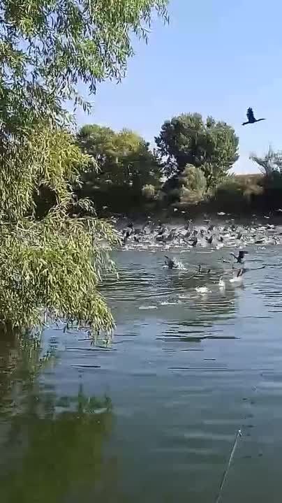 ��������� ������ ���� ������������ �������� � ��������