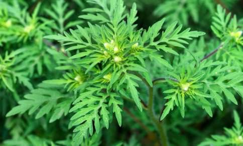 � 15 ��� �� 15 �������� ���������� ������ ���������������� ������� ������������ ������� ������� 499 �������� �� ��������� ��������, �������� ���������� ���������