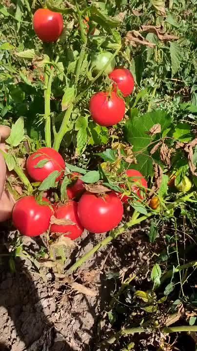 ����� ���������������� ��� ��������� ��������� ���� � ������� �������� �������� ���������� ���������� ����������, ������� ����������