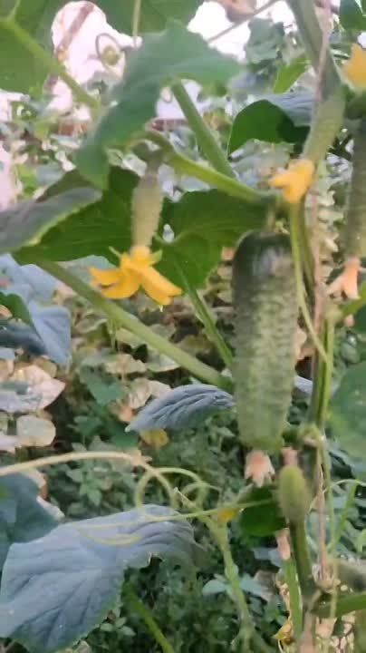 �������� ���������������� ��� ��������� ���������