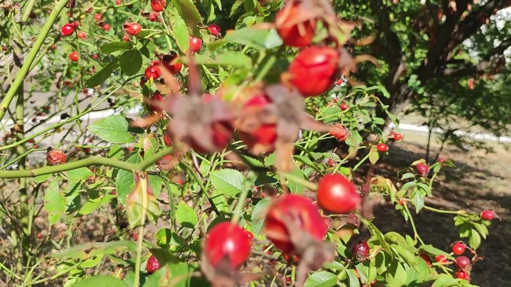 ������� ������. �������, 22 ��������, ��������� ���������� ����������, ��� �������