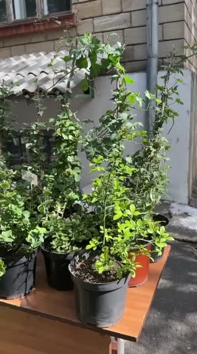 �������-����������� ��������� ��� ����� ��� ����-���������