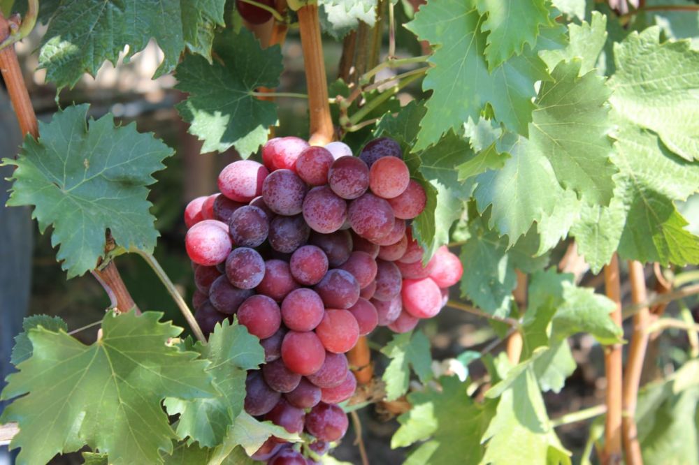 ������ �������-������� �������