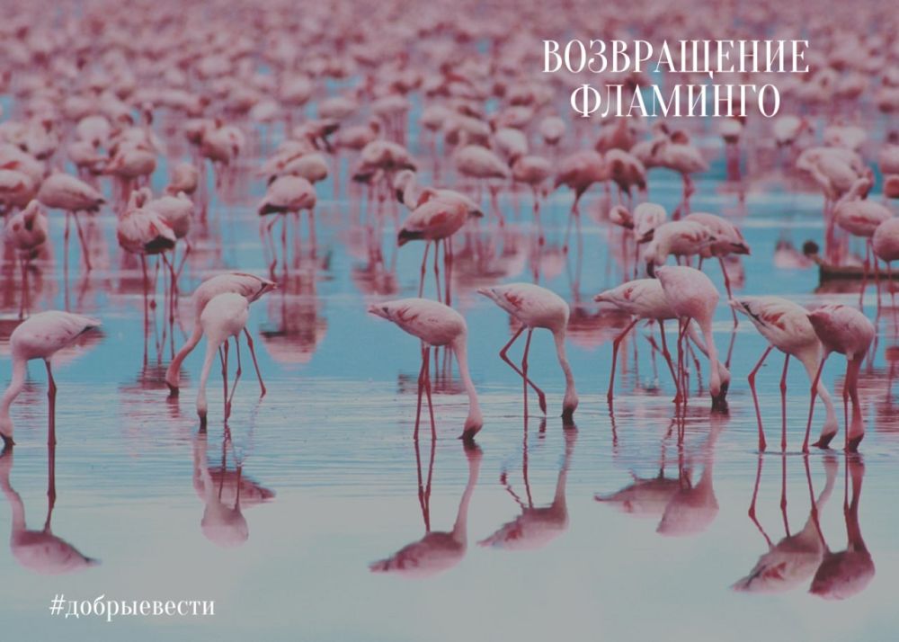 � ���� ��������� ������� ��������