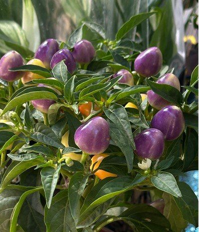 ��� ����� ������� ����� ������� �� �������-��������������� ���������� �� ���� ����� ��� ������������