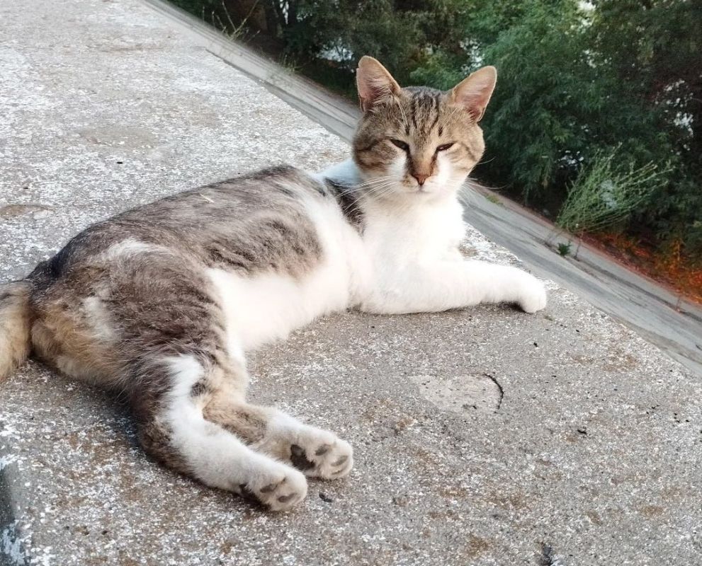 �� ������������ ������ ��� ����������������� ��� ������� ��� ����������� ������ ������ ��������������� ���������� ���������� ��� ��������� � ��������� �� ���������� ��������������� ���������� ����������, �������������� ������������� ������������