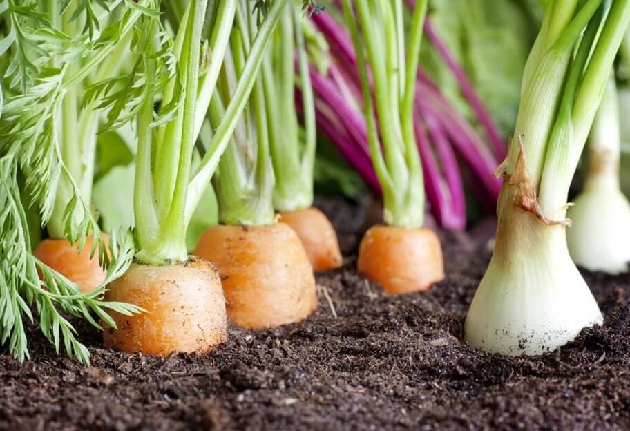 ���������� ������������ ���� ������� ��������� ������ � ������ ������, �������� �����������������