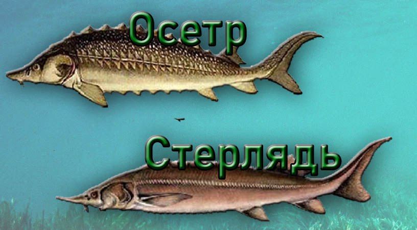 ������ �� ����� �� ������� � ��� �� �����, � ��������