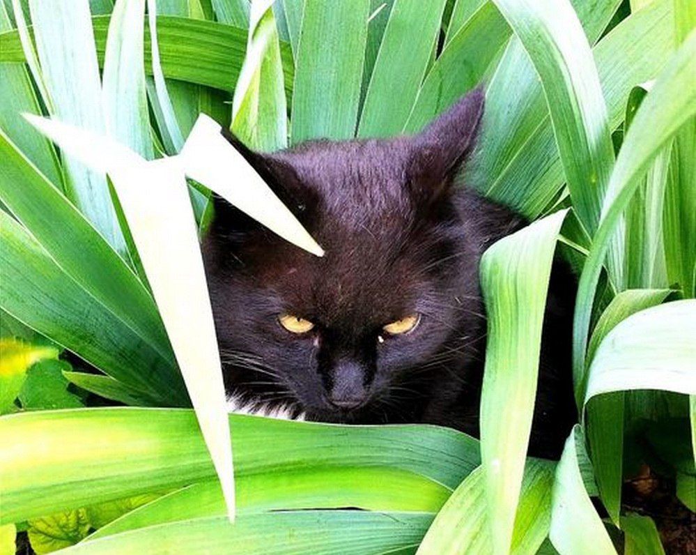 �������� ���������� �������� ��������