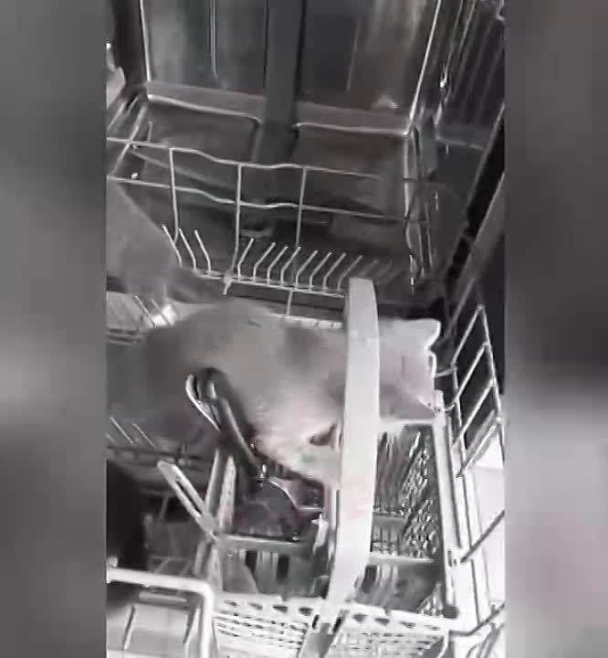 ��� �� ����� ���� �������� �����������? �� ��� ���!