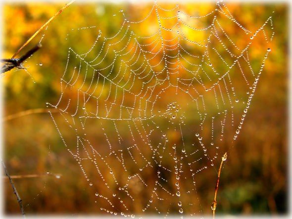 ���� ������������� � �����������, �� ����� ���� ��� �������