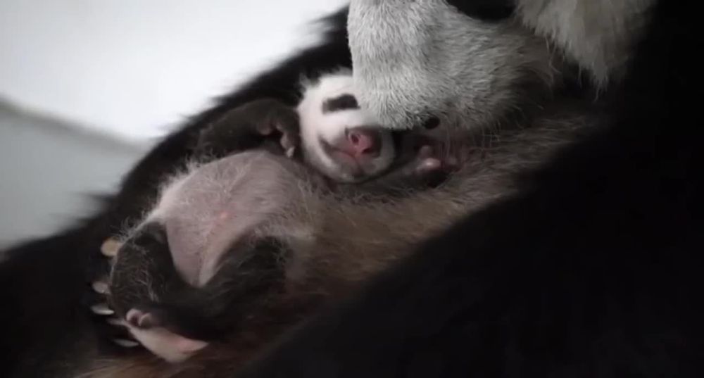 ����� ����� �� ������� ���� �� �������