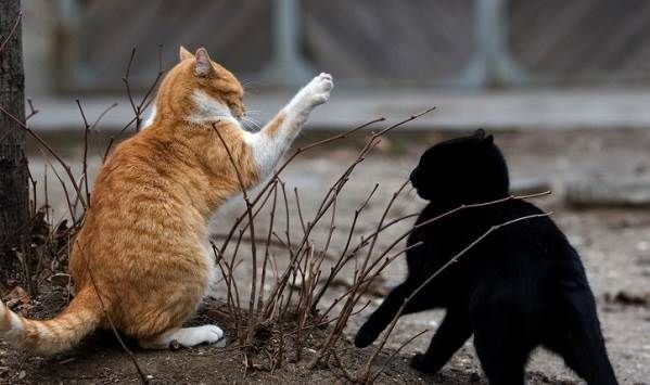 � ������ ���� � ������������� ������������ 9 ������� ��������� � ��������