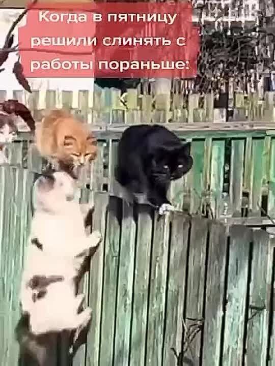 ������ �������� ����� ���� ������ ������, ����� ���� �� ��������