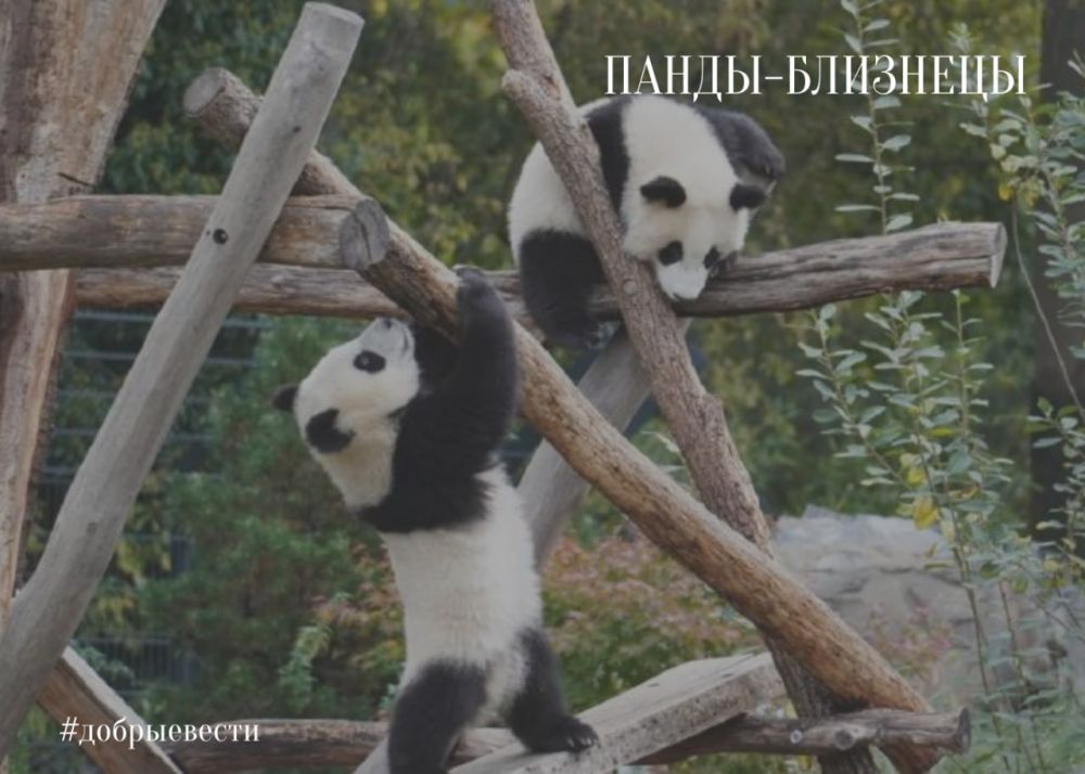 ���� �������� ����-���������