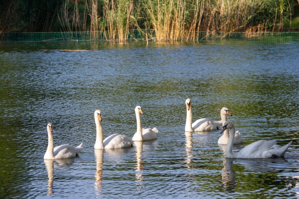 � ����� ���� ���� �������, �� �� ������ ����� �� �������