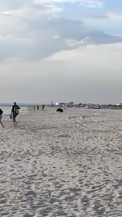 �������� ����� ������ �� ���� �� �������� ���� � �������� � �����, �������� ����������