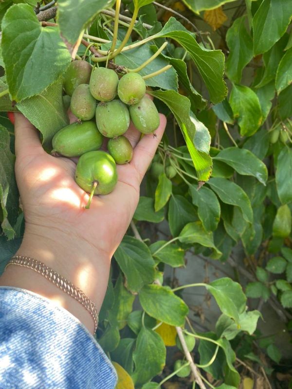 � ������������� �������� ��������� ���������