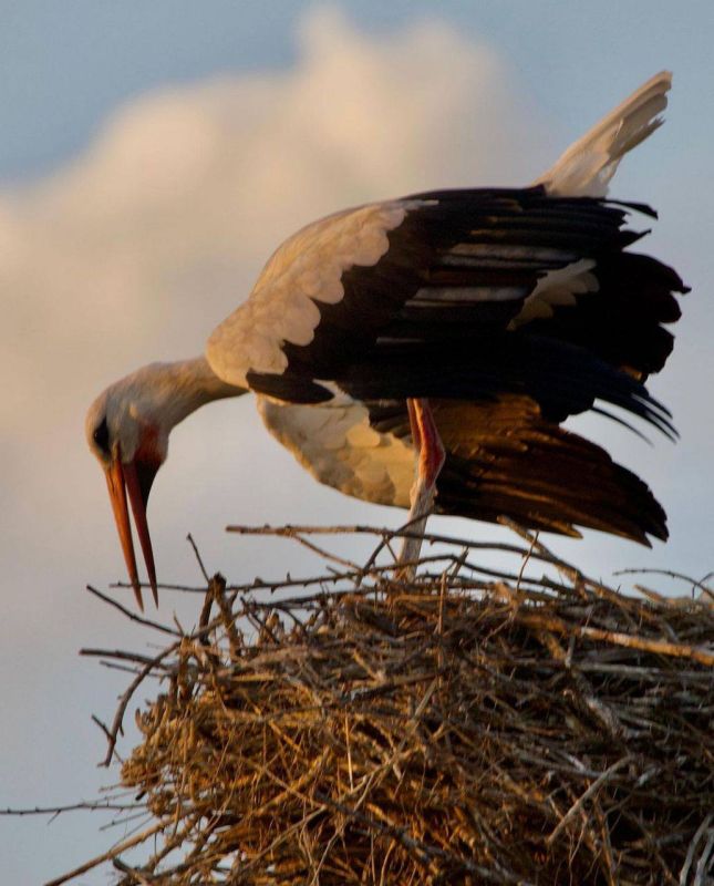 ����� �� ����� - ��� �� �����!