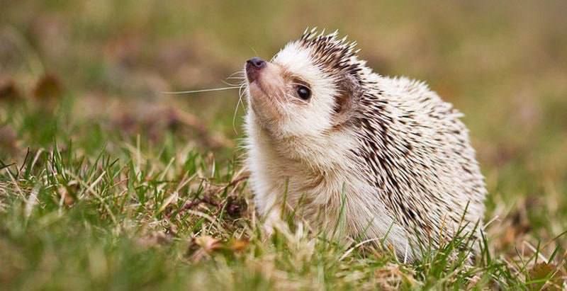 �� �������� ��������� � ��������� ��� ���������� ������������������� ������ ����������� � 4 ����� ������� ������� ������� � ������������� ������ 2 ����, �������� �����-������ �����������