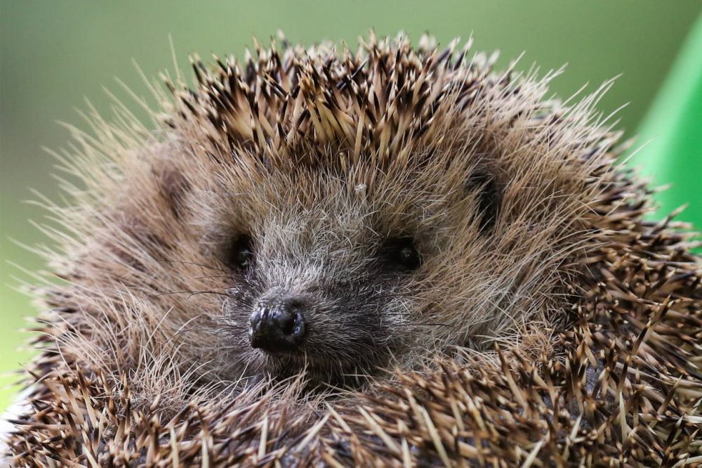 ������ ����������� ����� ������ 32 ���. ������������ ����, ���������� �������������, ���������� 107 ����� ������