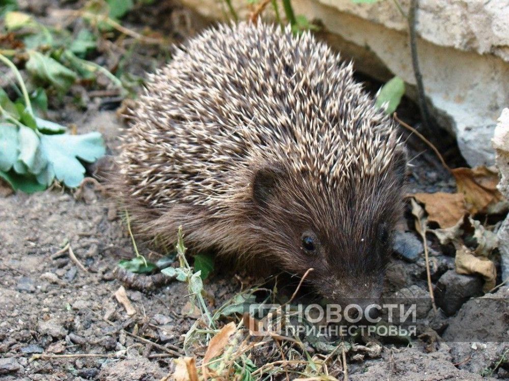 �� �������� ��������� � �������� ������ ����������� ������� �� 4 ����, �������� �����-������ �����������