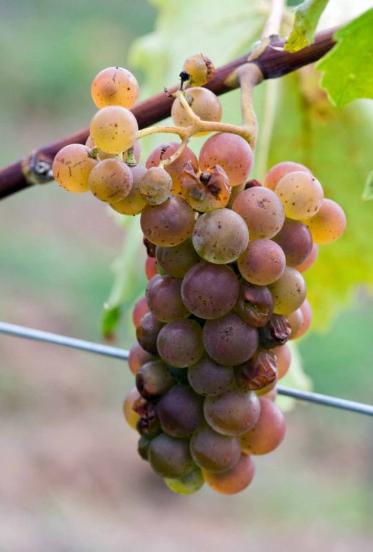 ����� �� �������� ��������