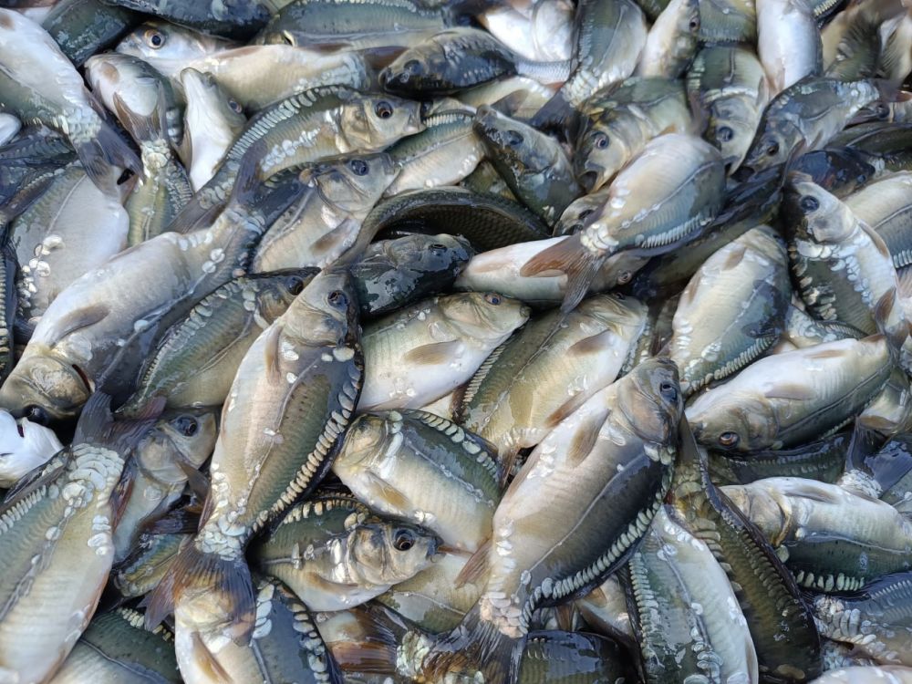 ������� ���� ���������� ������� �������������