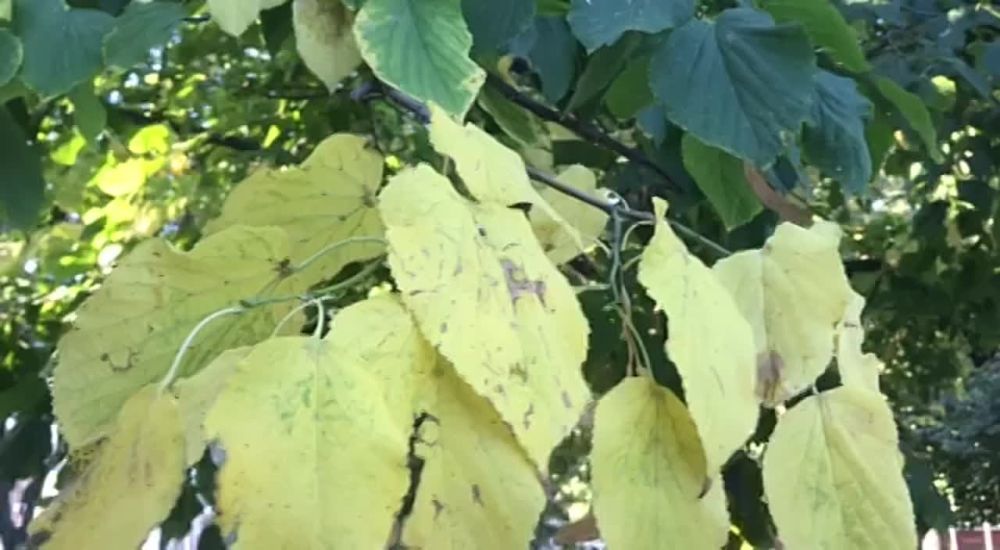 ������� ������, ��� �������� �������