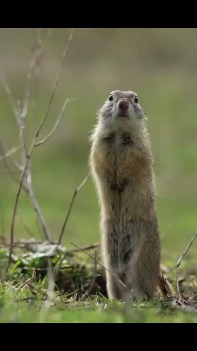 ���� �����, ���� �����: ���������, �������, ���������, �������, ������ ������, ���������, ����� - ���������, ����������� ������, ������