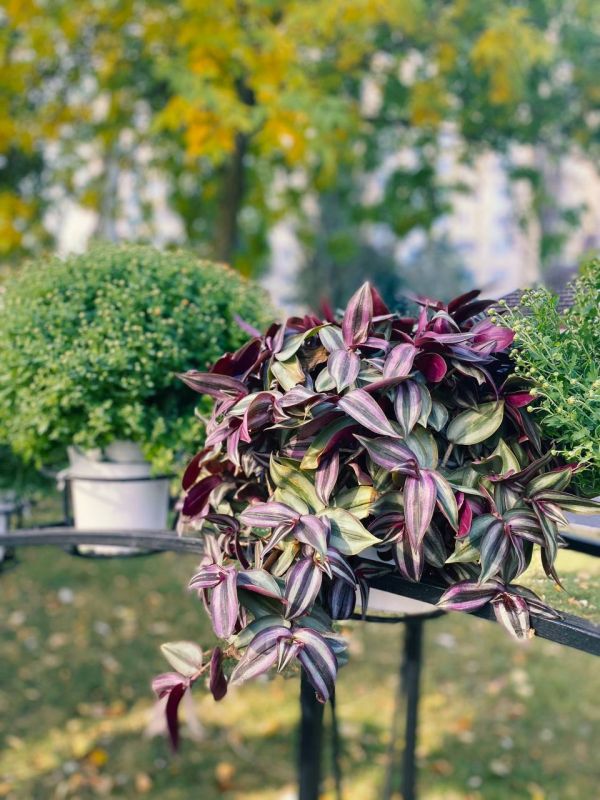 ������ ����� ��������� ������ ������ �������� �������� ���������� � ������������